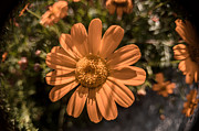 Tanacetum painted in red Photograph by Michael Goyberg