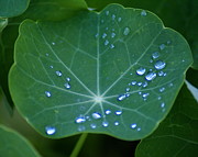 Tears of Dawn Photograph by Ben Upham III