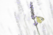 Tempting Flavor  Photograph by Hannes Cmarits