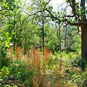 Texas Wilderness In Red Rock Photograph by James Granberry