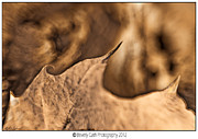 Texture Abstract Photograph by B Cash