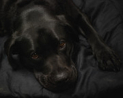The Beauty of Black Photograph by Sue Capuano The Beauty of Black Photograph by Sue Capuano