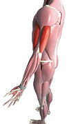 The Biceps And The Triceps Brachii Photograph by MedicalRF.com