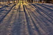 The Colours of Snow Photograph by Jakub Sisak