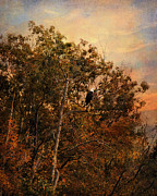 The Eagle's Perch Photograph by Jai Johnson