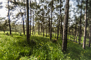 The forest filled with sunlight Photograph by Michael Goyberg