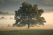 The Giving Tree Photograph by Doug McPherson