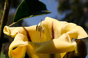 The new seeds Photograph by Michael Goyberg