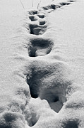 The path Photograph by Michael Goyberg