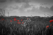 The Poppy Photograph by Andreas Levi