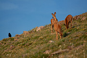 The Raven and the Deer Photograph by Jim Garrison