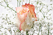 The Rose Photograph by Andee Design