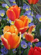 The Secret Life of Tulips - 2 Photograph by Rory Siegel