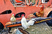 The Walk Of The Cock Photograph by James Steele