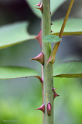 Thorny Stem Photograph by Todd Blanchard