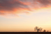 Three Trees Sunrise Sky Landscape Photograph by James BO Insogna