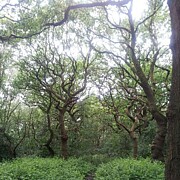 Through The Woods Photograph by Call Me Abbie - Abbie Shores