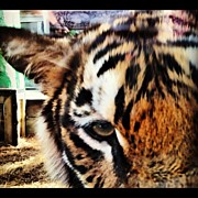 Tiger Photograph by Lea Ward