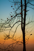 To The Morning Photograph by Joye Ardyn Durham