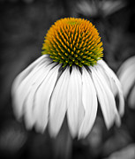 Touch of Color 2 Photograph by Joye Ardyn Durham