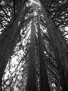 Towering Giants Photograph by Matt Hanson
