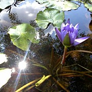 Transparent Reflection Photograph by James Granberry