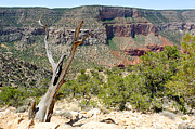 Tree on Hermit's Rest Trail Photograph by Julie Niemela