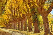 Trees in fall - brown and golden Digital Art by Matthias Hauser