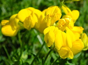 Trefoil Photograph by Peggy King