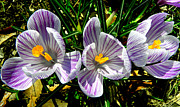 Triplets In Stripes  Photograph by Kim Galluzzo