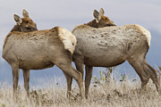 Tule Elk Females Grooming Point Reyes Photograph by Sebastian Kennerknecht