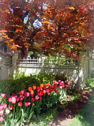 Tulips by Dappled Fence Photograph by Susan Savad Tulips by Dappled Fence Photograph by Susan Savad