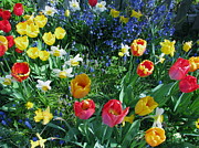 Tulips Dancing Photograph by Rory Siegel