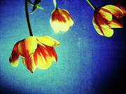 Tulips33 Photograph by Olivier Calas