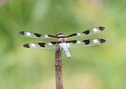 Twelve-spotted Skipper Photograph by Robert E Alter Reflections of Infinity