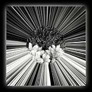 Untitled Organic Abstract Photograph by Paul Cutright