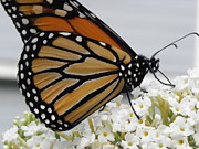 Up Close And Personal Photograph by Kim Galluzzo