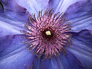 Up Close Photograph by Roche Fine Art