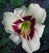 Velvety Lily By Day Photograph by Kim Galluzzo