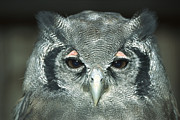 Verreauxs Eagle-owl Bubo Lacteus Photograph by Konrad Wothe