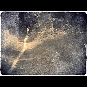 Walk In The Woods,vintage Photograph by Kln Sink