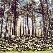 Wall and Forest in Cumbria Photograph by Nic Squirrell