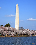 Washington Monument from the Tidal Basin DS055 Photograph by Gerry Gantt
