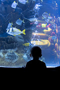 Watching Fish Silhouette Photograph by Darcy Michaelchuk