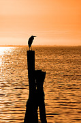 Watching the Sunset Photograph by Carolyn Marshall Watching the Sunset Photograph by Carolyn Marshall
