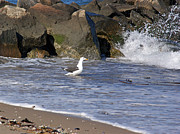 Watching the Waves Photograph by Lynda Lehmann