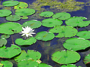 Water Lily Photograph by Clara Sue Beym