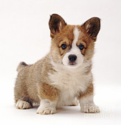 Welsh Corgi Puppy Photograph by Jane Burton