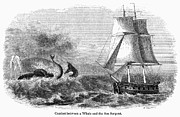 Whale And Sea Serpent Photograph by Granger