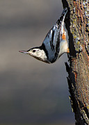 White-Breasted Nuthatch Photograph by Bill and Linda Tiepelman